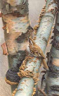 tree creeper